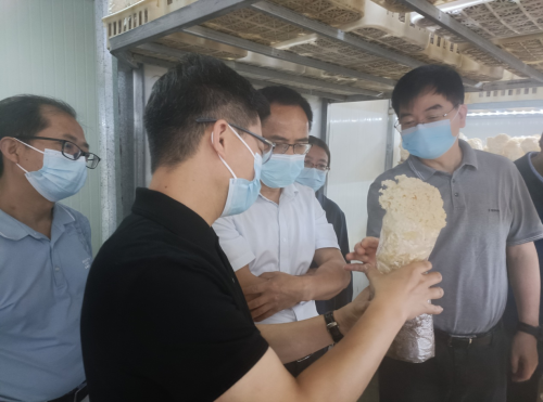 农业农村部专家调研组一行深入尤溪县开展食用菌产业发展情况调研